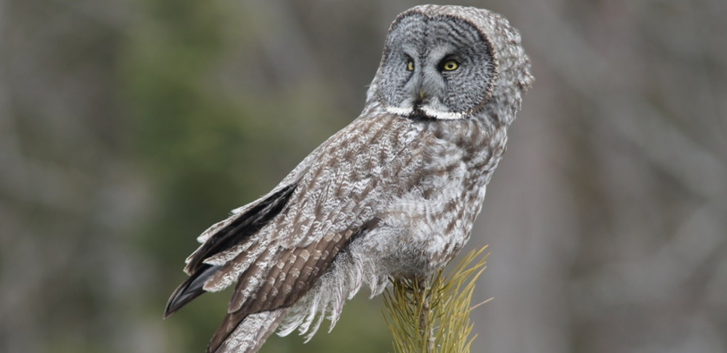 Great Gray Owls In The North Country Visit Malone   Great Gray Owls North Country 