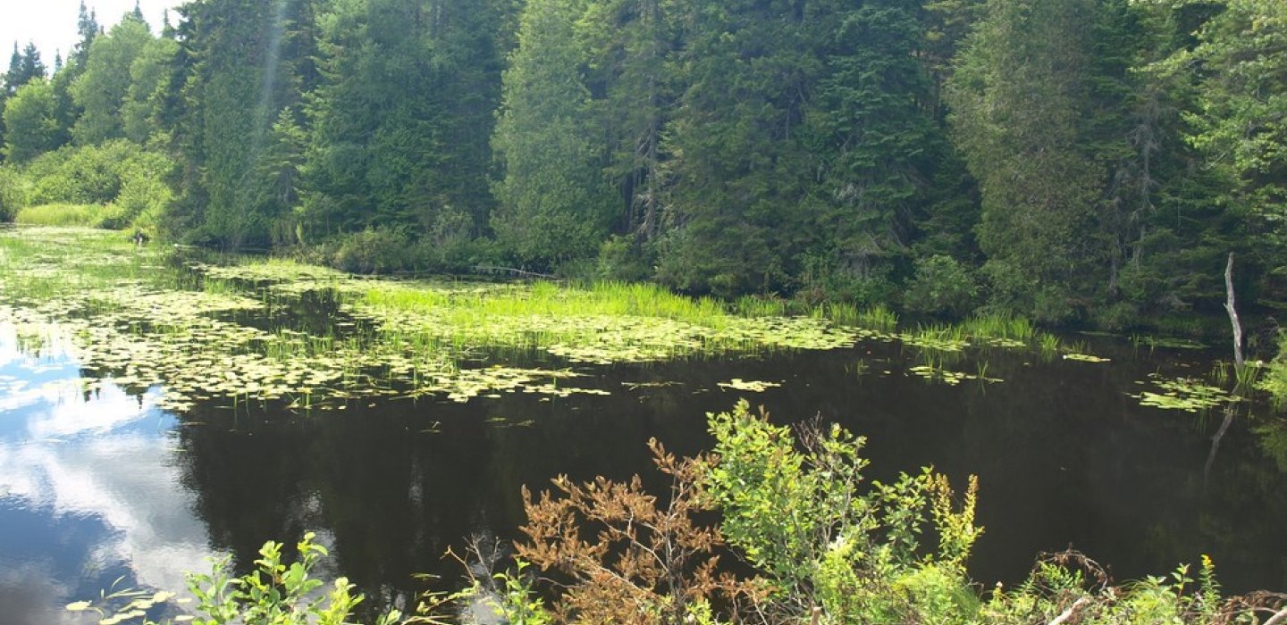 Deer River Flow | Visit Malone